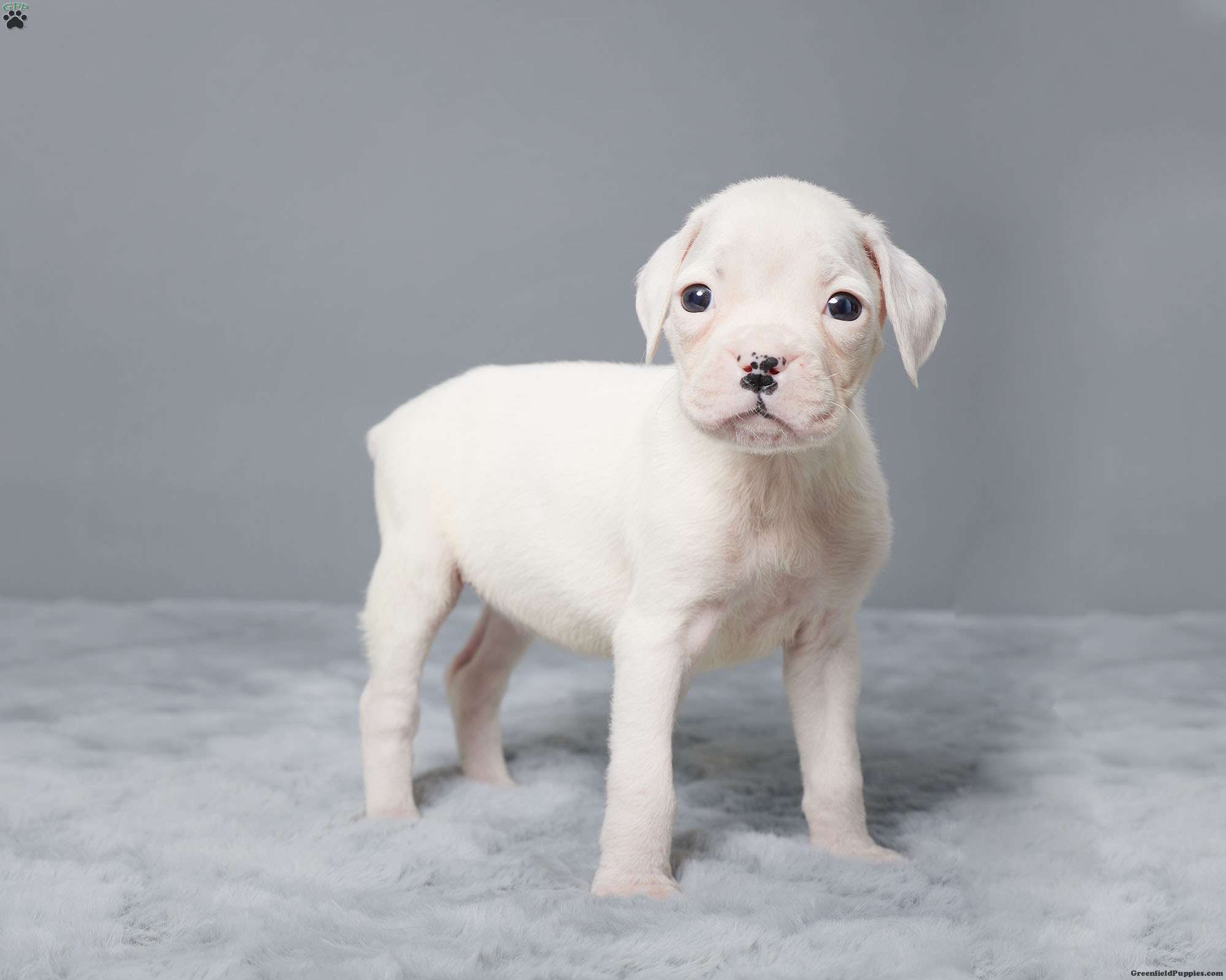 Moonbeam Boxer Puppy For Sale in Ohio